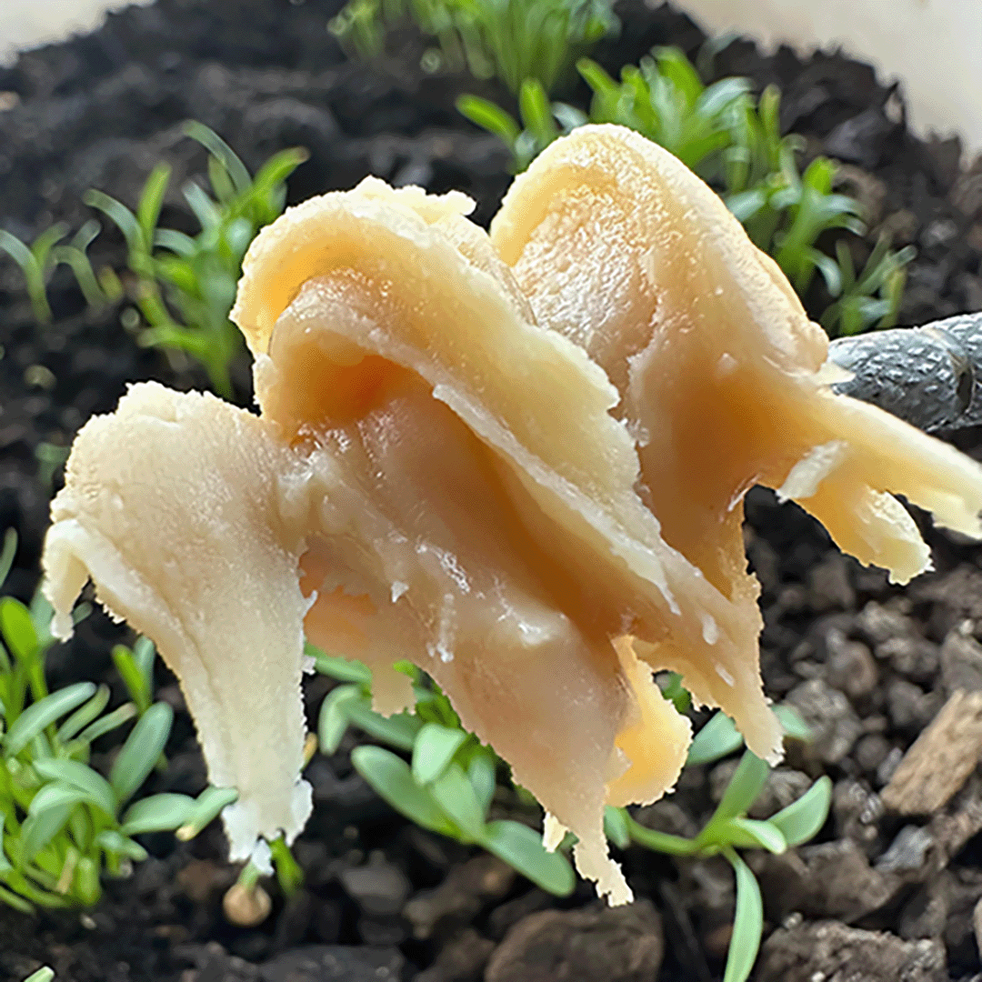 picture of 710sa concentrate 
