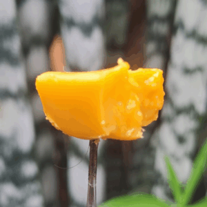 Mimosa concentrate - free with 710 cap