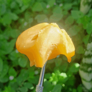 Super Lemon Haze concentrate - free with 710 cap